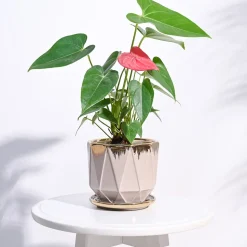 Aurelius Prism Ceramic Pot