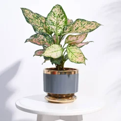 Aurelius Round Ceramic Pot