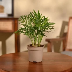 Bamboo Palm Plant