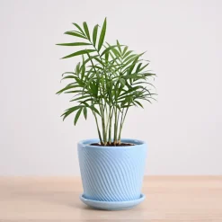 Bamboo Palm Plant