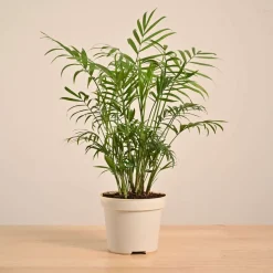 Bamboo Palm Plant