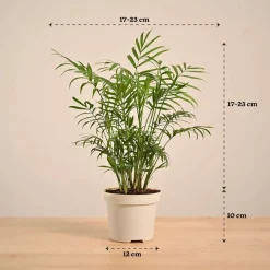 Bamboo Palm Plant