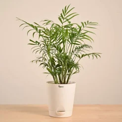 Bamboo Palm Plant