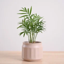 Bamboo Palm Plant
