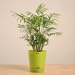 Bamboo Palm Plant