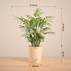 Bamboo Palm Plant