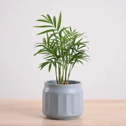 Bamboo Palm Plant