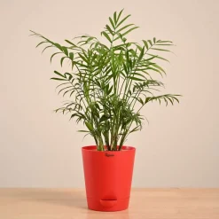 Bamboo Palm Plant