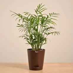 Bamboo Palm Plant