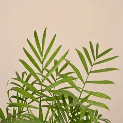 Bamboo Palm Plant
