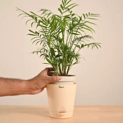Bamboo Palm Plant