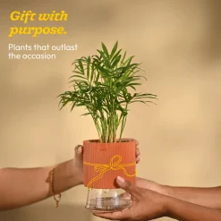 Bamboo Palm Plant