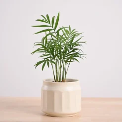 Bamboo Palm Plant