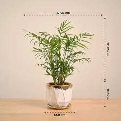 Bamboo Palm Plant