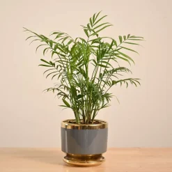 Bamboo Palm Plant