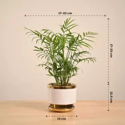 Bamboo Palm Plant