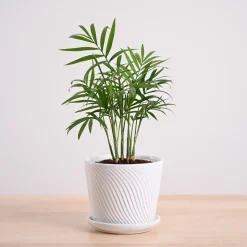 Bamboo Palm Plant