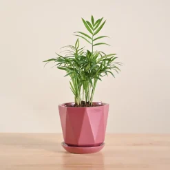 Bamboo Palm Plant