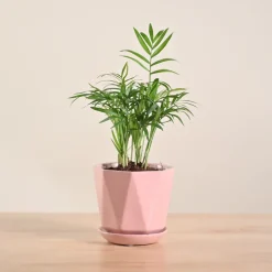 Bamboo Palm Plant
