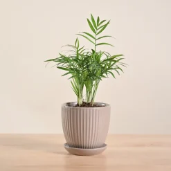 Bamboo Palm Plant