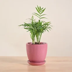 Bamboo Palm Plant