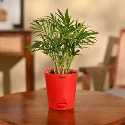 Bamboo Palm Plant