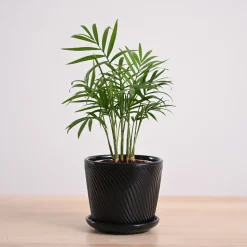 Bamboo Palm Plant