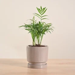 Bamboo Palm Plant
