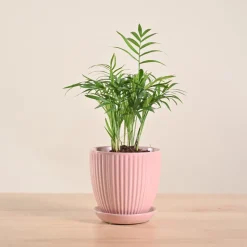 Bamboo Palm Plant