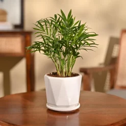 Bamboo Palm Plant
