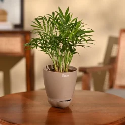 Bamboo Palm Plant