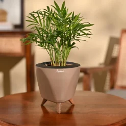 Bamboo Palm Plant