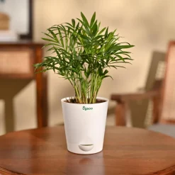 Bamboo Palm Plant
