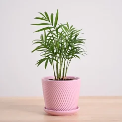 Bamboo Palm Plant