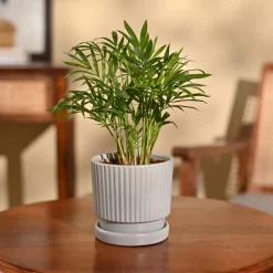 Bamboo Palm Plant