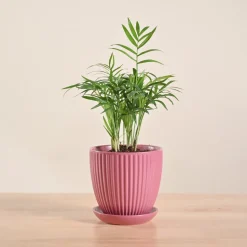 Bamboo Palm Plant