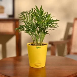 Bamboo Palm Plant