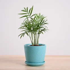 Bamboo Palm Plant