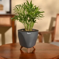 Bamboo Palm Plant