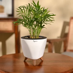 Bamboo Palm Plant