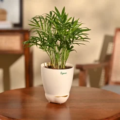 Bamboo Palm Plant