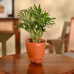 Bamboo Palm Plant