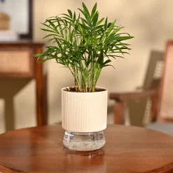 Bamboo Palm Plant