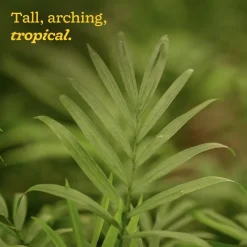Bamboo Palm Plant