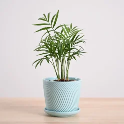 Bamboo Palm Plant