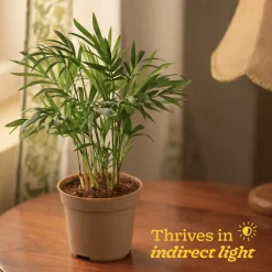 Bamboo Palm Plant