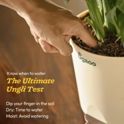Bamboo Palm Plant