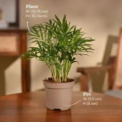 Bamboo Palm Plant