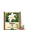 Belladonna Lily Bulbs