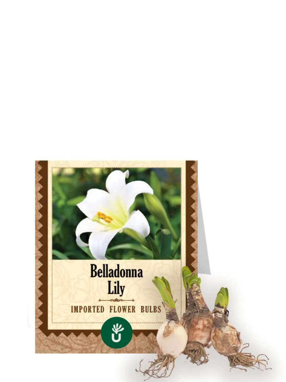 Belladonna Lily Bulbs